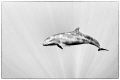   Normally quite skittish this pod actively hung us water... maybe we were invited lunch. taken under permit water lunch  